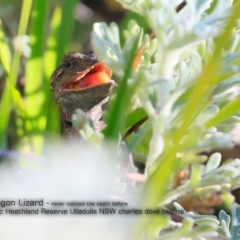 Amphibolurus muricatus at South Pacific Heathland Reserve - 3 Apr 2018