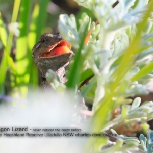 Amphibolurus muricatus at South Pacific Heathland Reserve - 3 Apr 2018