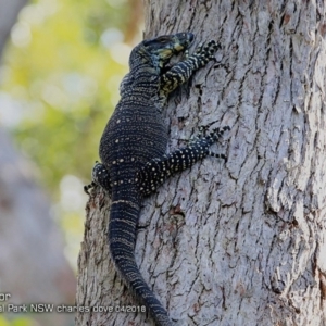 Varanus varius at Meroo National Park - 11 Apr 2018