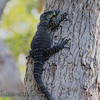 Varanus varius (Lace Monitor) at Meroo National Park - 10 Apr 2018 by Charles Dove