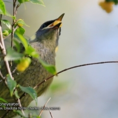 Meliphaga lewinii (Lewin's Honeyeater) at Ulladulla, NSW - 6 Apr 2018 by Charles Dove