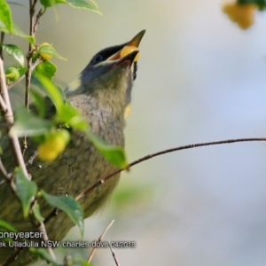 Meliphaga lewinii at Ulladulla, NSW - 7 Apr 2018