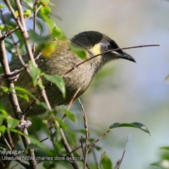 Meliphaga lewinii at Ulladulla, NSW - 7 Apr 2018