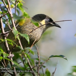 Meliphaga lewinii at Ulladulla, NSW - 7 Apr 2018 12:00 AM