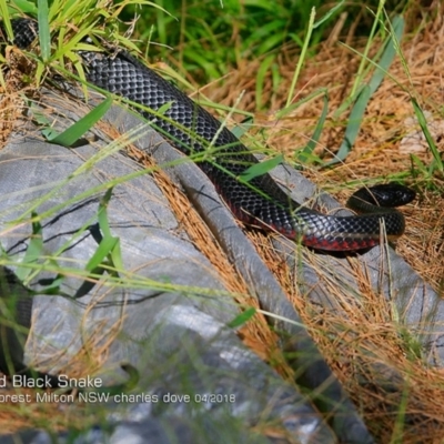 Pseudechis porphyriacus (Red-bellied Black Snake) at Milton Rainforest Walking Track - 4 Apr 2018 by CharlesDove