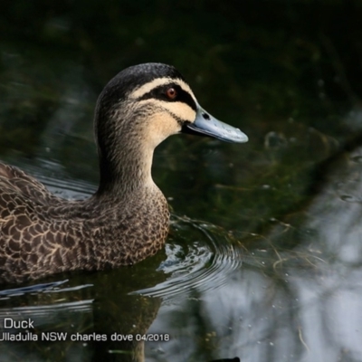 Anas superciliosa (Pacific Black Duck) at Ulladulla, NSW - 12 Apr 2018 by CharlesDove