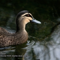 Anas superciliosa (Pacific Black Duck) at Ulladulla - Millards Creek - 11 Apr 2018 by Charles Dove