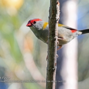 Neochmia temporalis at South Pacific Heathland Reserve - 15 Apr 2018