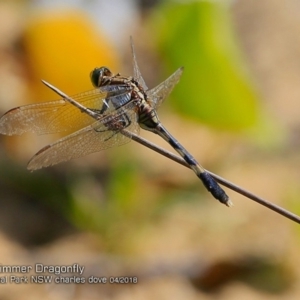 Orthetrum sabina at Meroo National Park - 8 Apr 2018