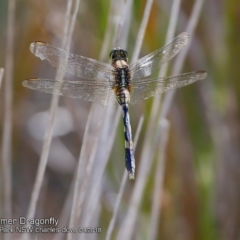 Orthetrum sabina at Meroo National Park - 8 Apr 2018 12:00 AM