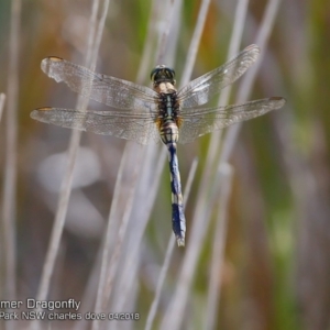 Orthetrum sabina at Meroo National Park - 8 Apr 2018 12:00 AM