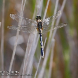 Orthetrum sabina at Meroo National Park - 8 Apr 2018