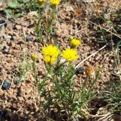 Rutidosis leptorhynchoides (Button Wrinklewort) at Molonglo Valley, ACT - 11 Apr 2018 by purple66