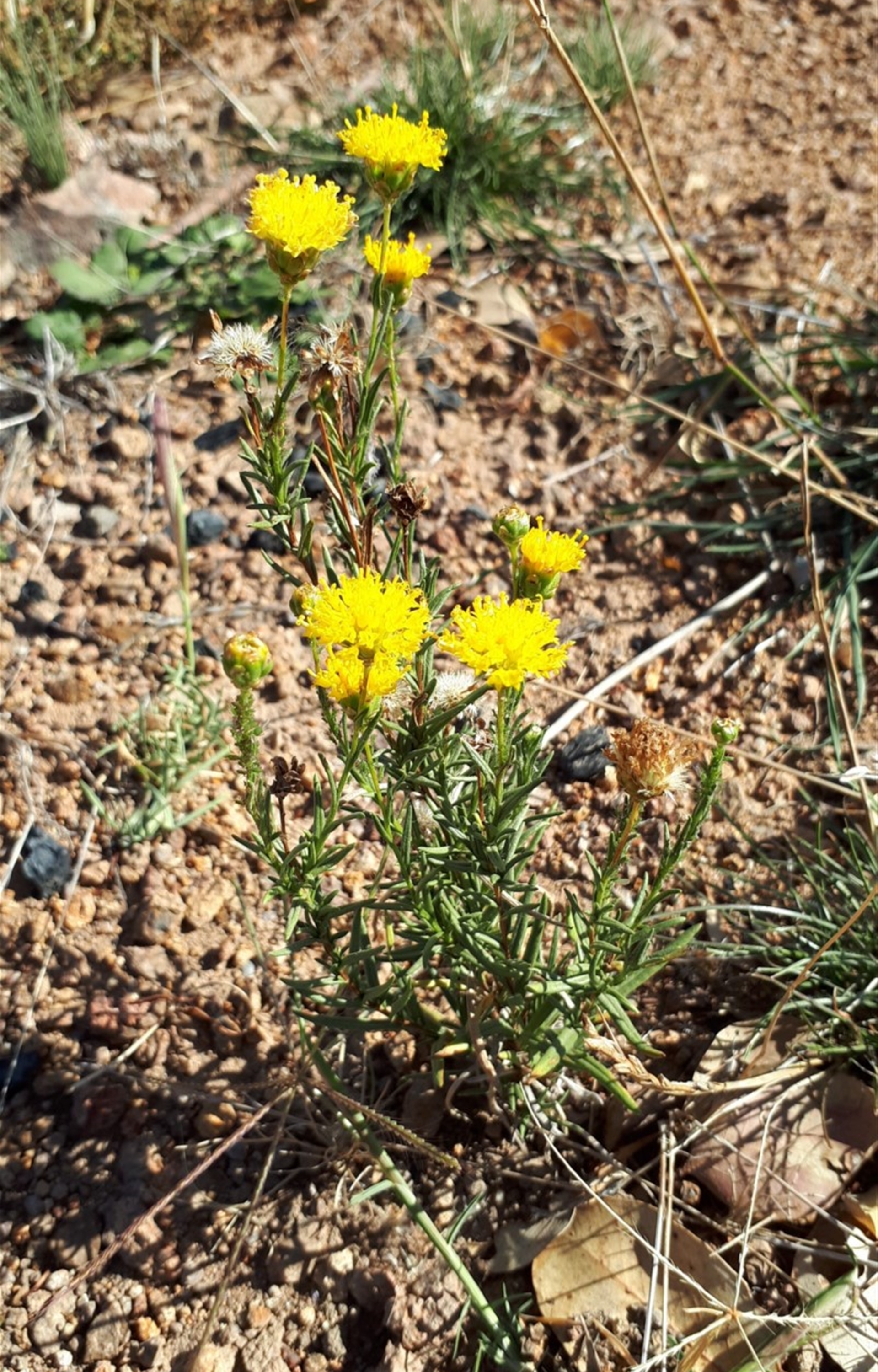 Rutidosis leptorhynchoides at Molonglo Valley, ACT - Canberra Nature Map