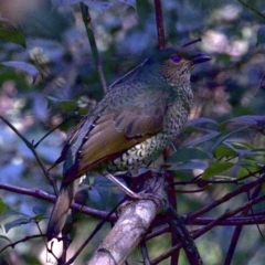 Ptilonorhynchus violaceus (Satin Bowerbird) at Mogo State Forest - 22 Apr 2018 by jb2602