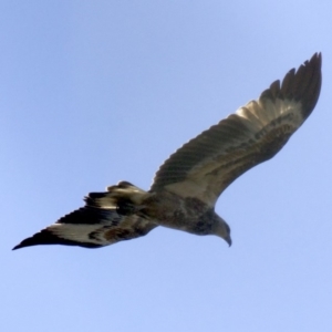 Haliaeetus leucogaster at undefined - 24 Apr 2018