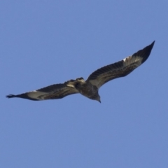 Haliaeetus leucogaster at undefined - 24 Apr 2018