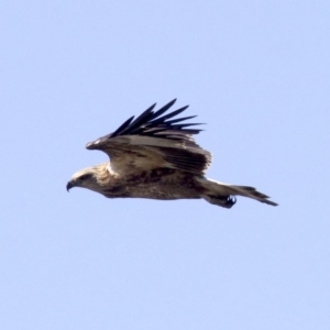 Haliaeetus leucogaster at undefined - 24 Apr 2018