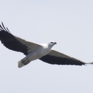 Haliaeetus leucogaster at undefined - 24 Apr 2018