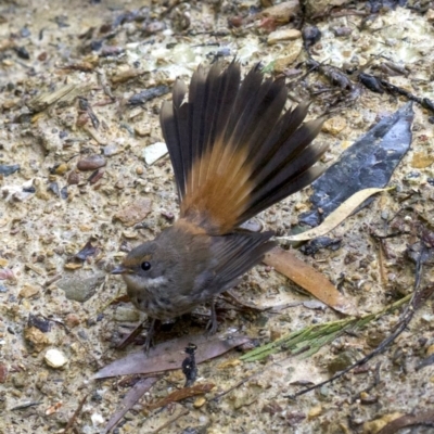 Rhipidura rufifrons (Rufous Fantail) at Mogo State Forest - 23 Mar 2018 by jbromilow50