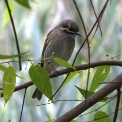 Caligavis chrysops (Yellow-faced Honeyeater) at Mogo State Forest - 23 Mar 2018 by jb2602