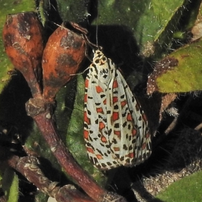 Utetheisa pulchelloides (Heliotrope Moth) at Symonston, ACT - 8 May 2018 by JohnBundock