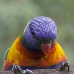 Trichoglossus moluccanus (Rainbow Lorikeet) at Undefined - 24 Mar 2018 by jbromilow50