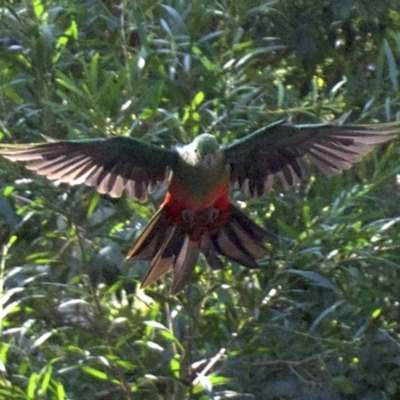 Alisterus scapularis (Australian King-Parrot) at Undefined - 25 Apr 2018 by jb2602