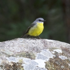 Eopsaltria australis (Eastern Yellow Robin) at Mogo State Forest - 23 Mar 2018 by jbromilow50