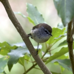 Gerygone mouki (Brown Gerygone) at Undefined - 24 Feb 2018 by jbromilow50