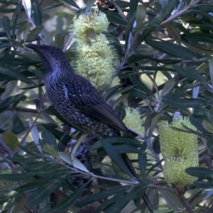 Anthochaera chrysoptera at undefined - 24 Apr 2018