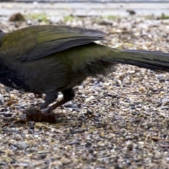 Psophodes olivaceus (Eastern Whipbird) at Undefined - 22 Apr 2018 by jb2602