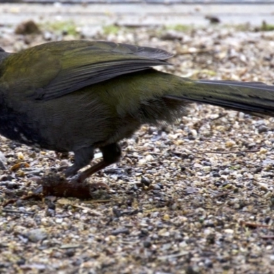 Psophodes olivaceus (Eastern Whipbird) at Undefined - 22 Apr 2018 by jbromilow50