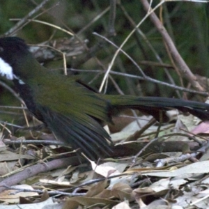 Psophodes olivaceus at Mogo State Forest - 26 Apr 2018