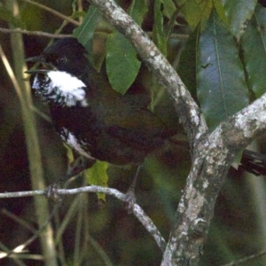 Psophodes olivaceus at Mogo State Forest - 26 Apr 2018