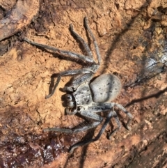 Isopeda sp. (genus) (Huntsman Spider) at Nanima, NSW - 6 May 2018 by 81mv