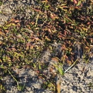 Ludwigia palustris at Point Hut to Tharwa - 9 Apr 2018 06:39 PM