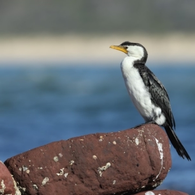 Microcarbo melanoleucos (Little Pied Cormorant) at Merimbula, NSW - 8 May 2018 by Leo
