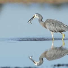 Egretta novaehollandiae (White-faced Heron) at Merimbula, NSW - 7 May 2018 by Leo