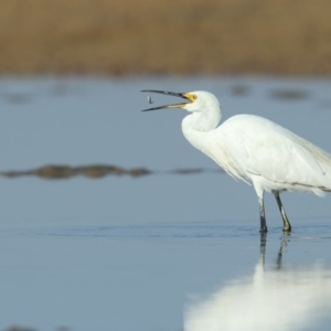 Egretta garzetta at Merimbula, NSW - 8 May 2018