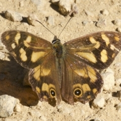 Heteronympha banksii (Banks' Brown) at Undefined - 25 Apr 2018 by jb2602