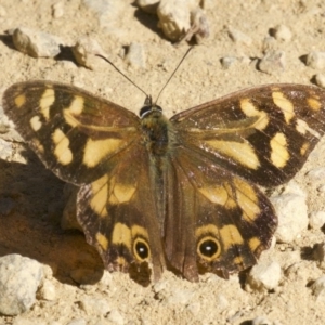 Heteronympha banksii at undefined - suppressed