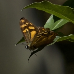 Heteronympha banksii at undefined - suppressed