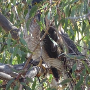 Accipiter fasciatus at Garran, ACT - 8 May 2018