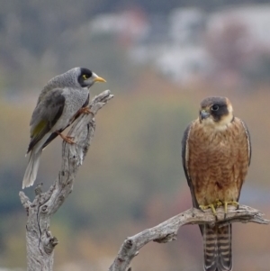 Falco longipennis at Garran, ACT - 8 May 2018