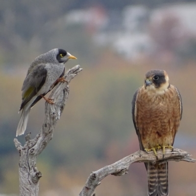 Falco longipennis (Australian Hobby) at Garran, ACT - 8 May 2018 by roymcd