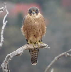 Falco longipennis at Garran, ACT - 8 May 2018