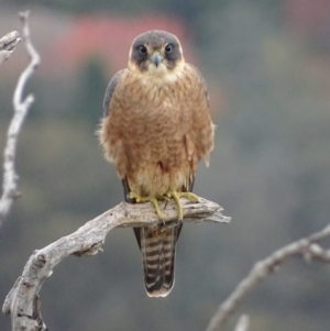 Falco longipennis at Garran, ACT - 8 May 2018 11:30 AM