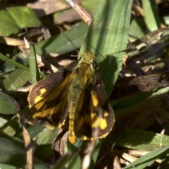 Ocybadistes walkeri (Green Grass-dart) at Undefined - 24 Apr 2018 by jb2602