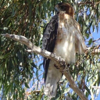 Hieraaetus morphnoides (Little Eagle) at Red Hill, ACT - 8 May 2018 by roymcd